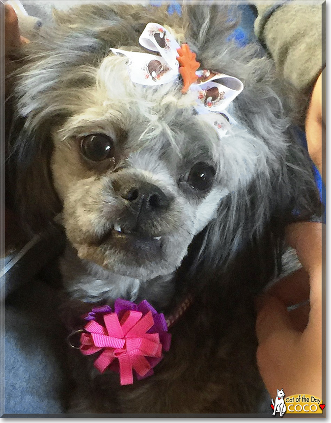 CoCo the Lhaso Apso /Poodle Mix, the Dog of the Day