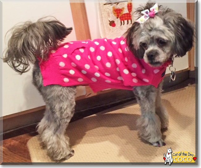 CoCo the Lhaso Apso /Poodle Mix, the Dog of the Day