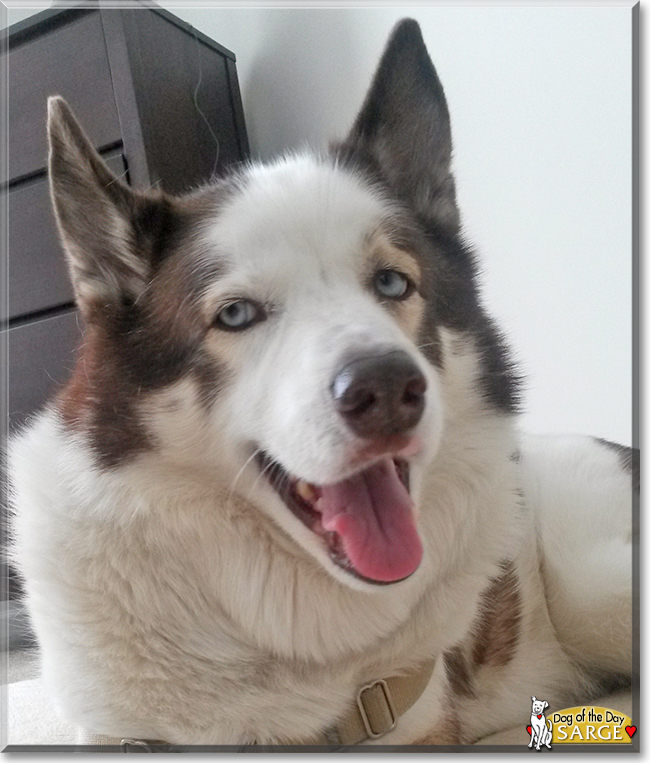 Sarge the Siberian Husky, the Dog of the Day