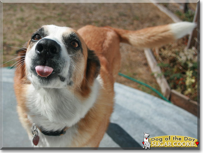 Sugar Cookie the Border Collie mix, the Dog of the Day
