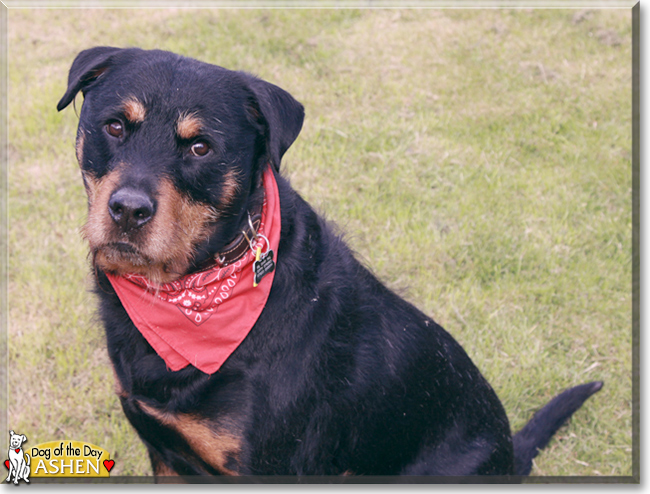 Ashen the Rottweiler mix, the Dog of the Day
