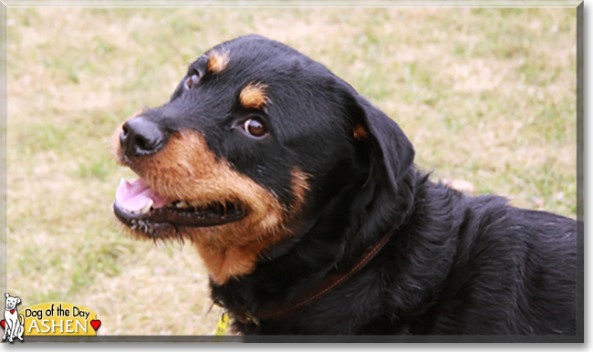 Ashen the Rottweiler mix, the Dog of the Day