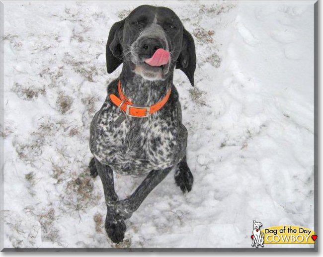 Cowboy the German Shorthair Pointer, the Dog of the Day