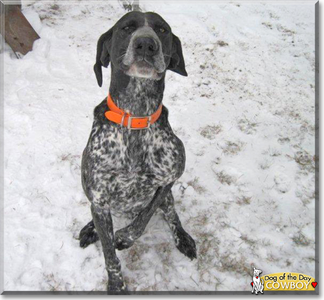 Cowboy the German Shorthair Pointer, the Dog of the Day