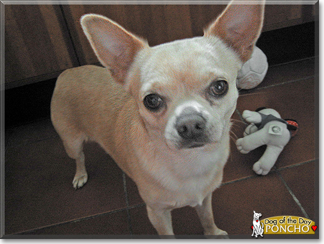 Poncho the Chihuahua, the Dog of the Day