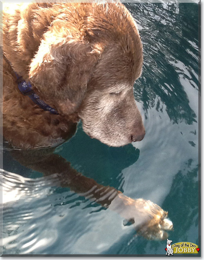 Jobby the Chesapeake Bay Retriever  mix, the Dog of the Day