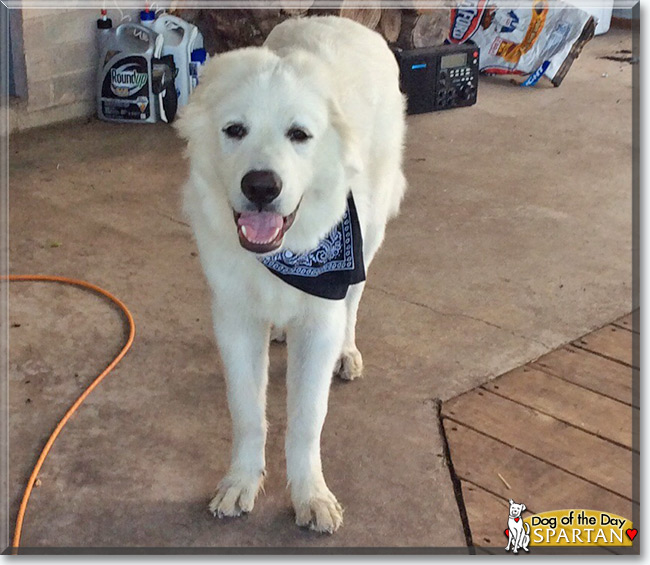 Spartan the Great Pyrenees, the Dog of the Day
