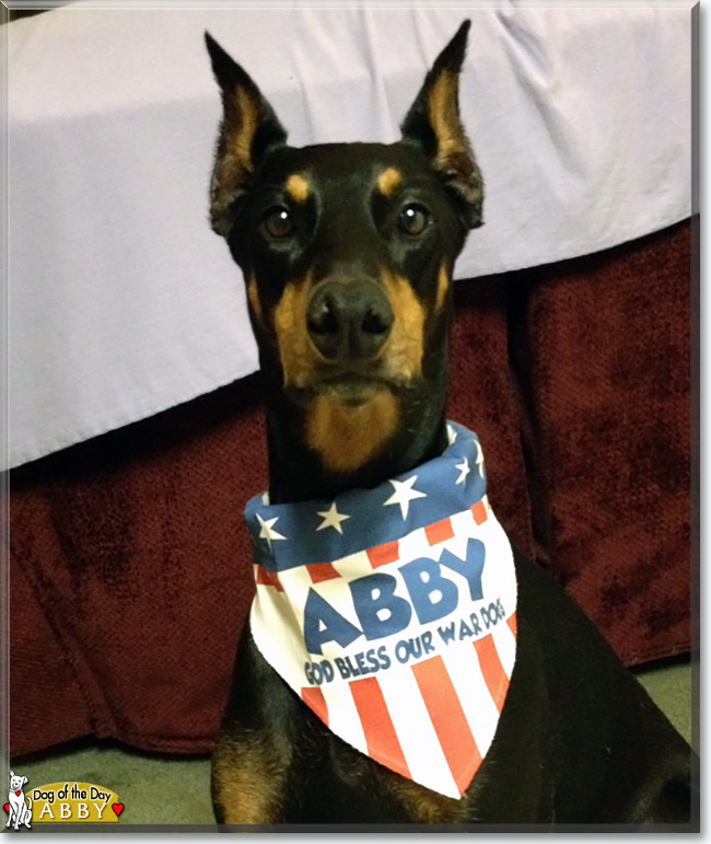 Abby the Doberman Pinscher, the Dog of the Day