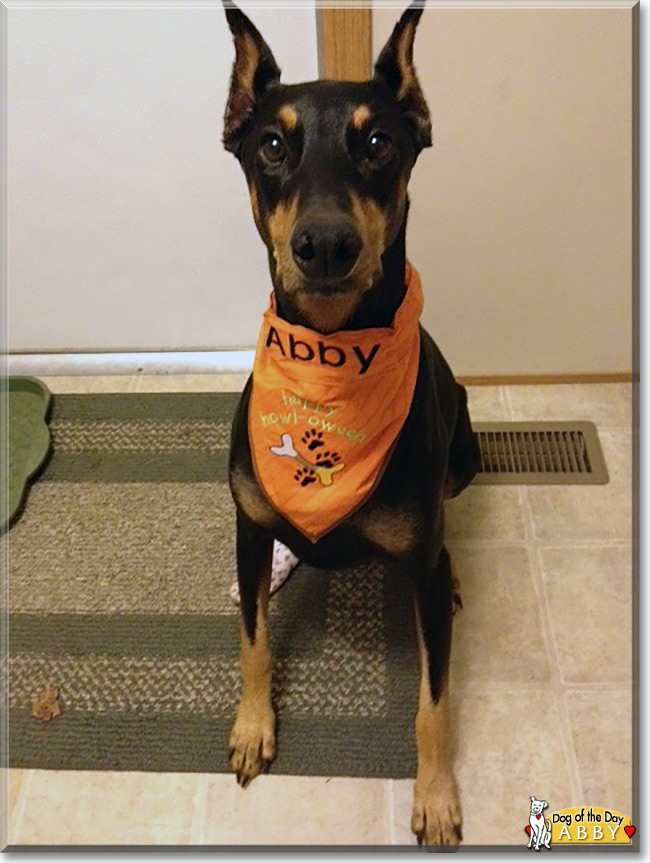 Abby the Doberman Pinscher, the Dog of the Day