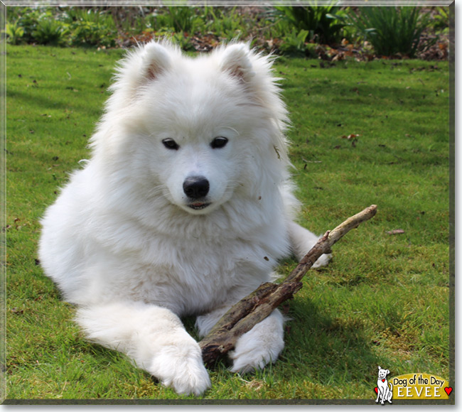 Eevee the Samoyed, the Dog of the Day