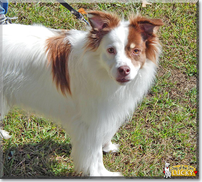 Lucky the Rat Terrier/American Eskimo Dog, the Dog of the Day