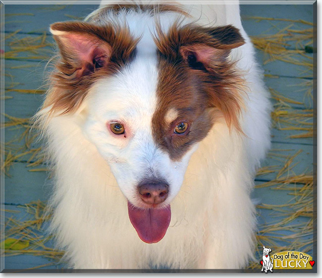 Lucky the Rat Terrier/American Eskimo Dog, the Dog of the Day