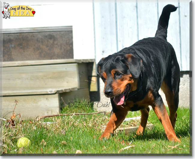  Kira the German Shepherd/Rottweiler mix, the Dog of the Day