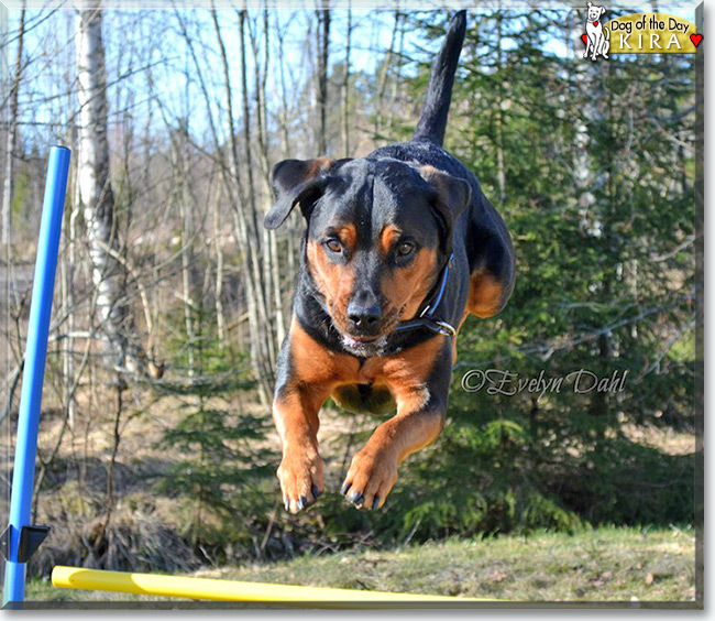  Kira the German Shepherd/Rottweiler mix, the Dog of the Day