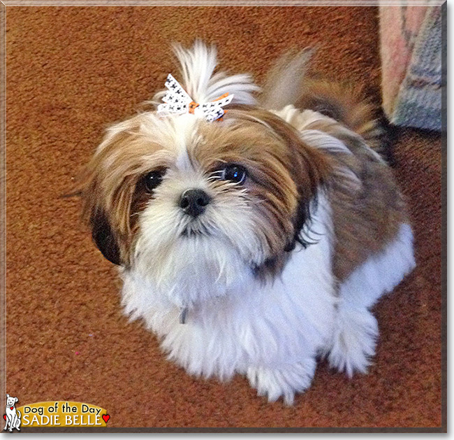 Sadie Belle the Shih Tzu, the Dog of the Day