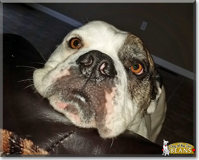 Beans the Old English Bulldog, the Dog of the Day
