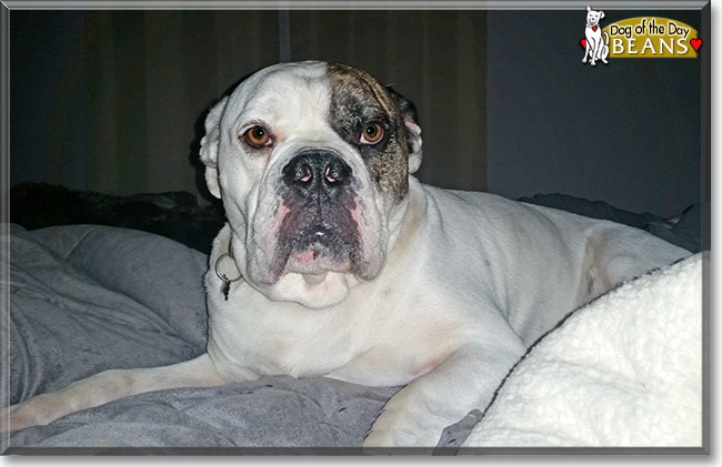 Beans the Old English Bulldog, the Dog of the Day