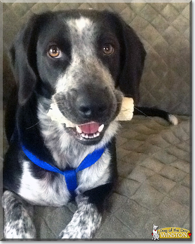 Winston the English Pointer mix, the Dog of the Day
