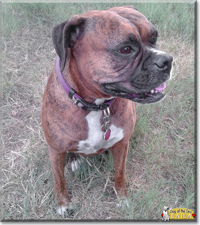 Laila the Boxer, the Dog of the Day
