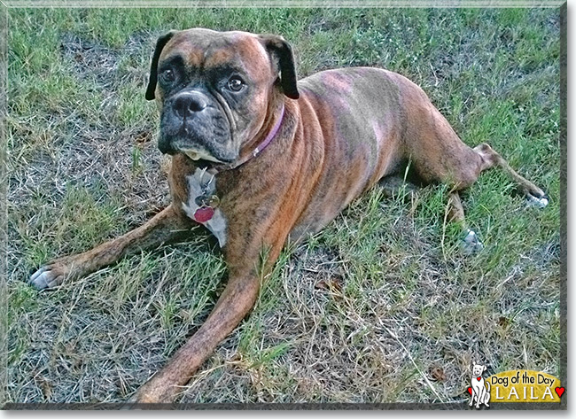 Laila the Boxer, the Dog of the Day