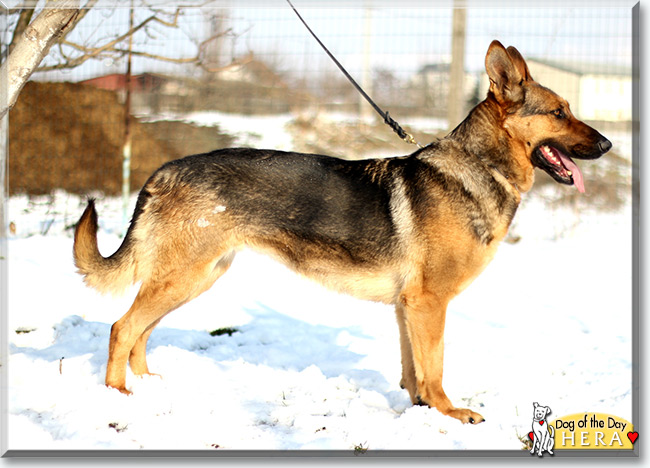 Hera the German Shepherd Dog, the Dog of the Day
