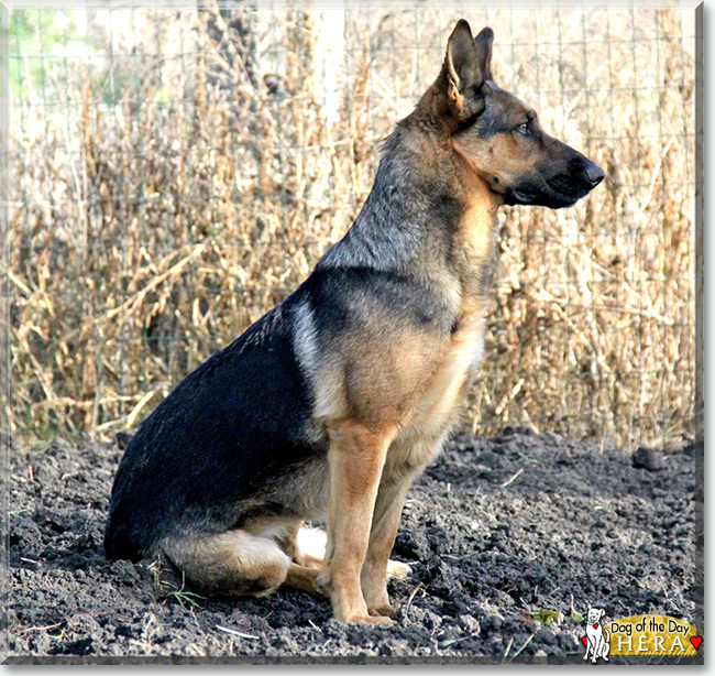 Hera the German Shepherd Dog, the Dog of the Day