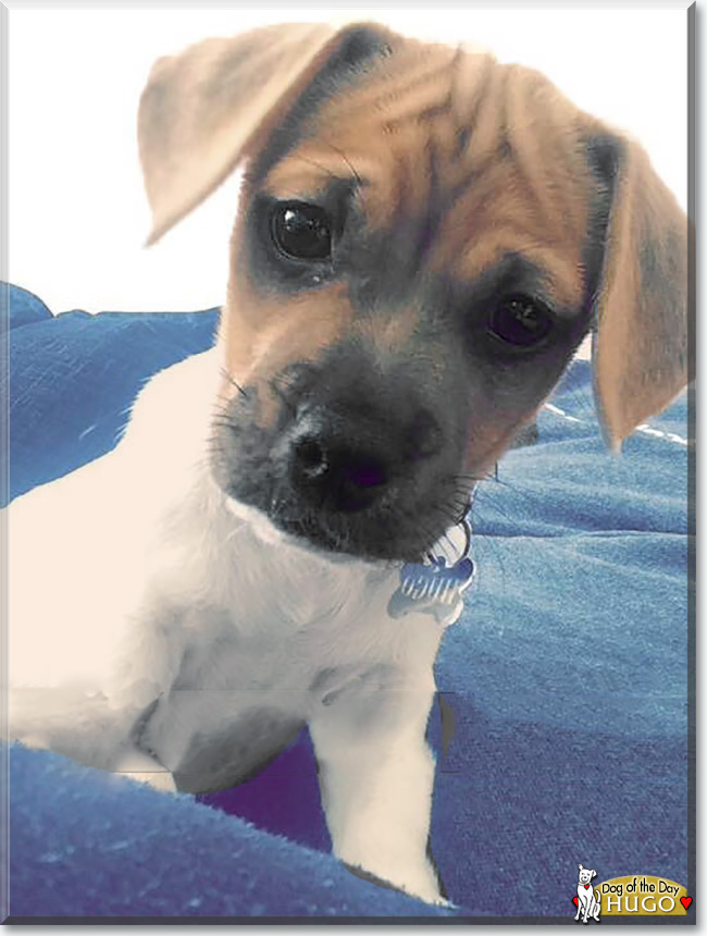 Hugo the Jack Russell Terrier/Pug mix, the Dog of the Day