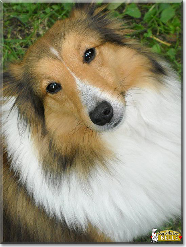 Belle the Shetland Sheepdog is the Dog of the Day