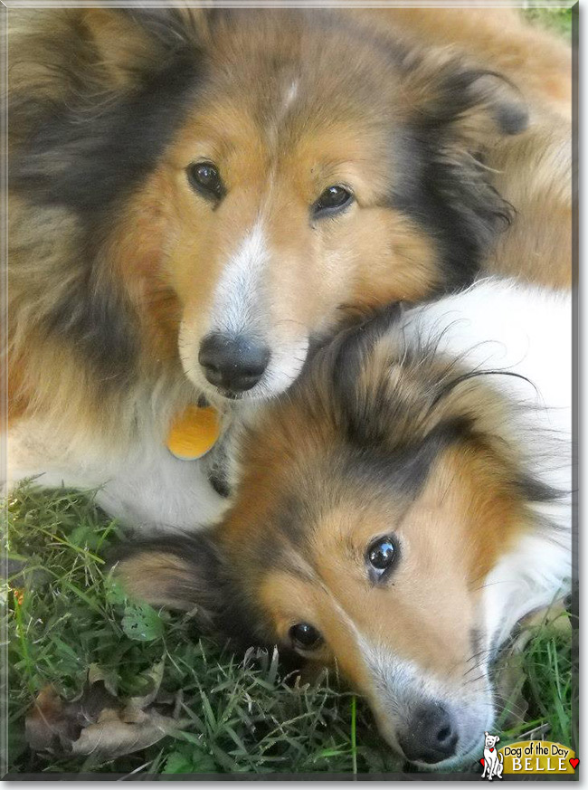 Belle the Shetland Sheepdog, the Dog of the Day
