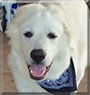 Spartan the Great Pyrenees