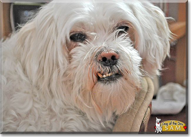 Sam the Maltese/Poodle Mix, the Dog of the Day