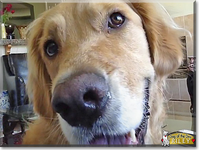 Riley the Golden Retriever, the Dog of the Day