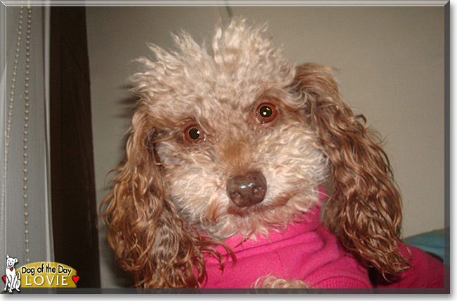 Lovie the Poodle mix, the Dog of the Day