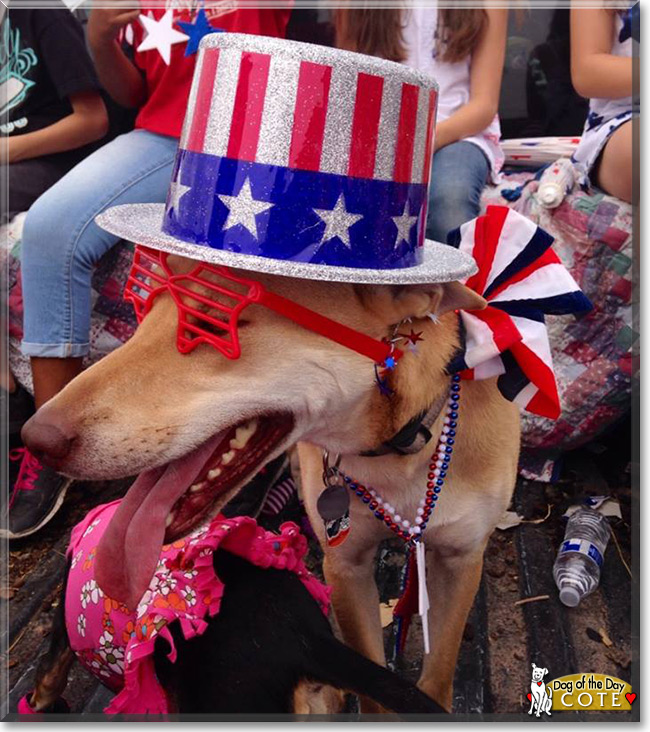 Cote the American Dingo, the Dog of the Day