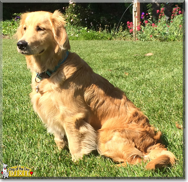 Dixie the Golden Retriever, the Dog of the Day