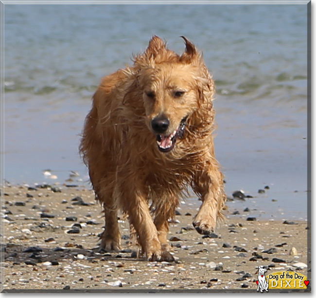 Dixie the Golden Retriever, the Dog of the Day