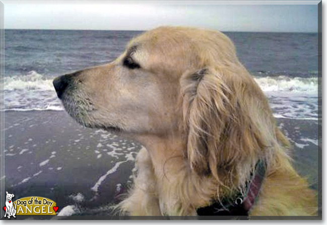 Angel the  Golden Retriever, the Dog of the Day