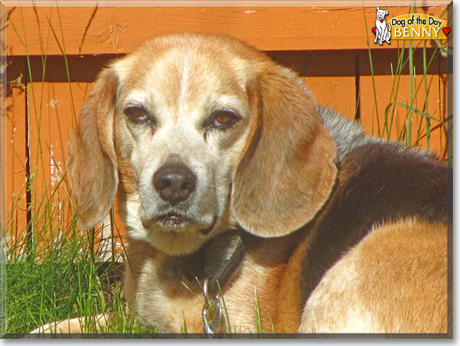 Benny the Beagle, the Dog of the Day
