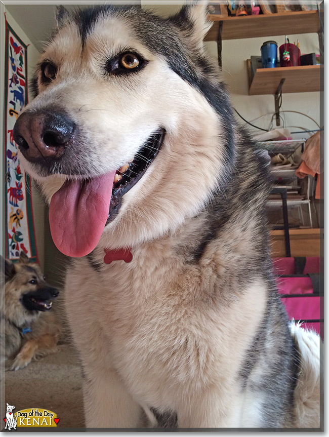 Kenai the Alaskan Malamute, the Dog of the Day