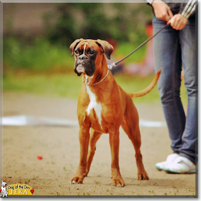  Jeka the Boxer, the Dog of the Day