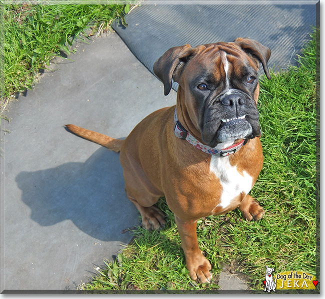  Jeka the Boxer, the Dog of the Day