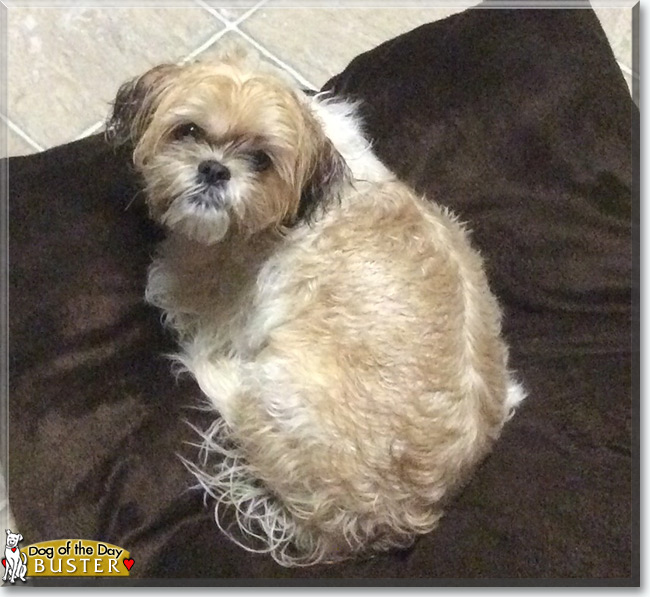  Buster the Shih Tzu, the Dog of the Day
