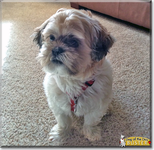  Buster the Shih Tzu, the Dog of the Day