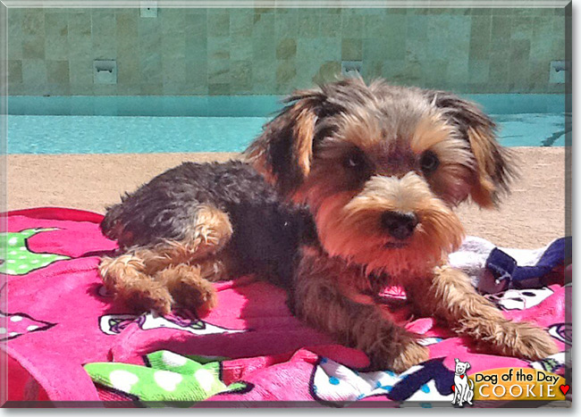  Cookie the Yorkshire Terrier, the Dog of the Day