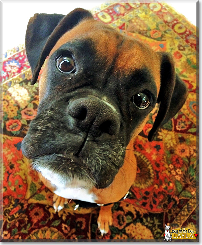  Layla the Boxer, the Dog of the Day