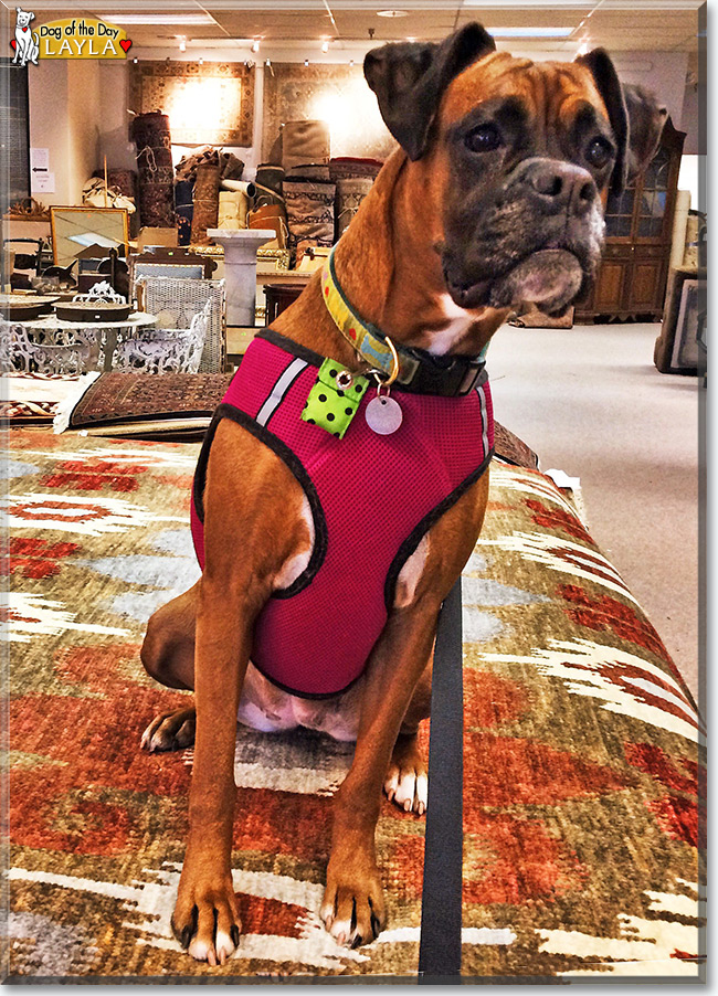 Layla the Boxer, the Dog of the Day