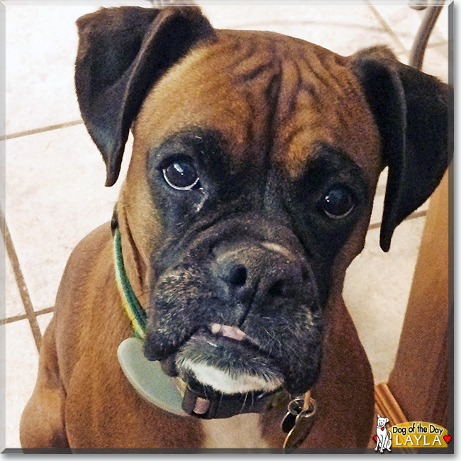 Layla the Boxer, the Dog of the Day