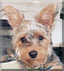 Teddy the Yorkshire Terrier