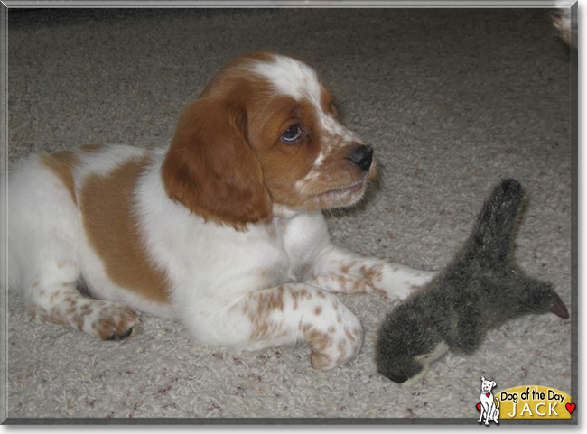 Jack, the French Brittany Spaniel Dog of the Day