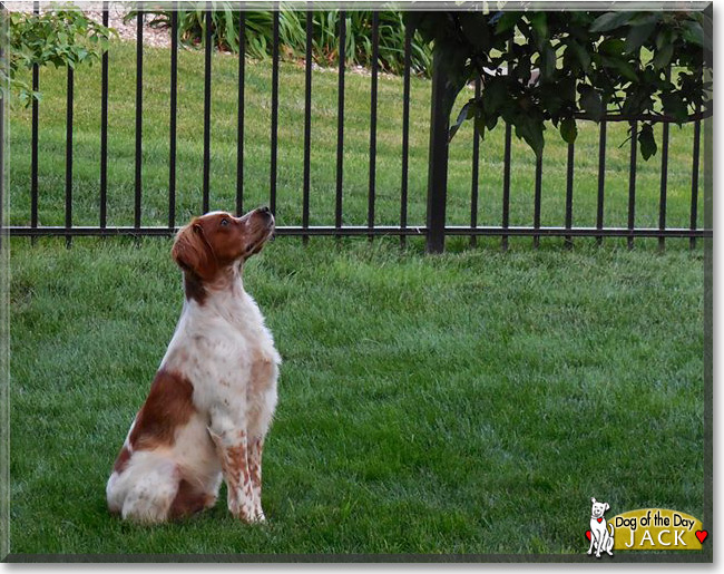 Jack, the French Brittany Spaniel Dog of the Day